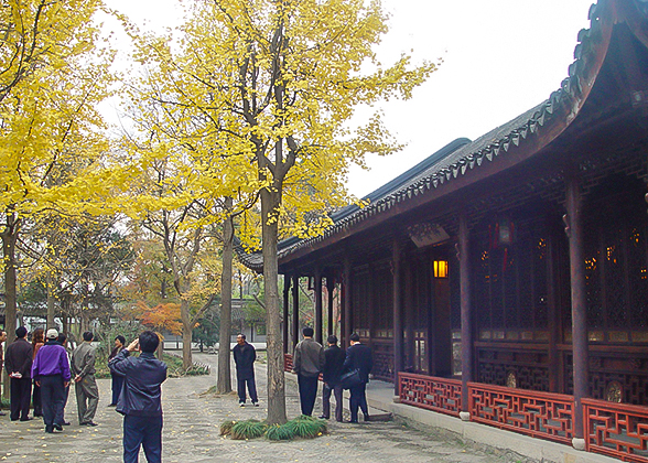 Golden Ginkgo in Humble Administrator''s Garden