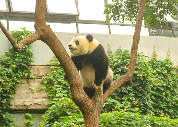 Panda in Beijing Zoo