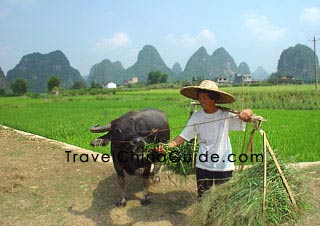 A farmer and his cattle