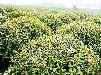 Tea garden