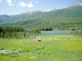 Forest around Kanas