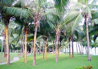 Coconut plantation