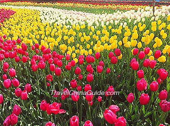 Tulips in Xi'an Botanical Garden