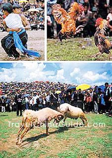 Wrestling, Bullfight and Cock Fighting in Torch Festival