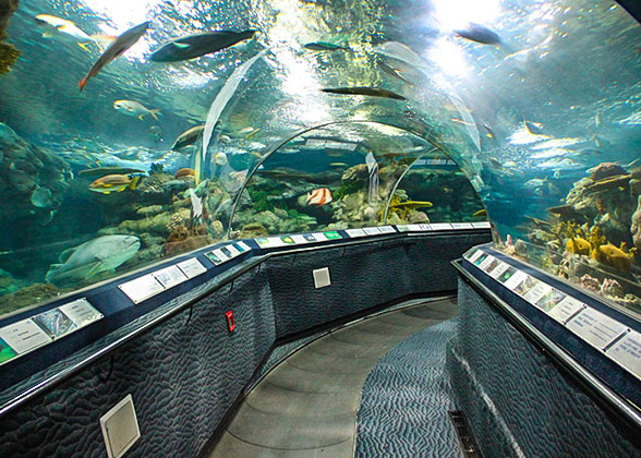 Ocean Aquarium, Shanghai – With 300 Types & 15,000 Water Creatures