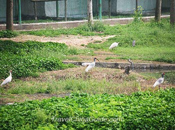 Crested Ibis 