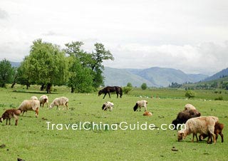 Bayanbulak Grassland, Bayingolin 