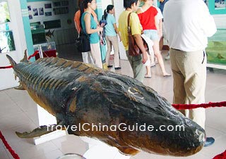 Chinese Sturgeon Museum