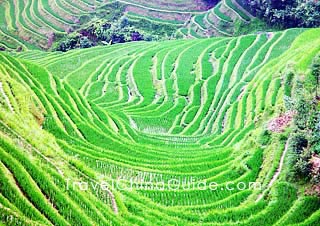 Dragon's Backbone Rice Terraces, Longsheng