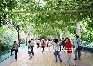 Vines Form a Corridor 