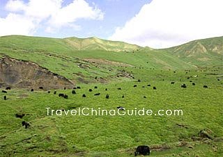 Golog, Qinghai