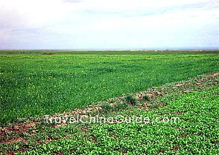 Jinyintan Prairie, Haibei