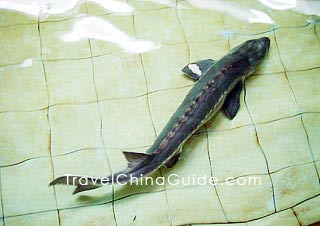 Chinese Sturgeon Museum, Yichang 