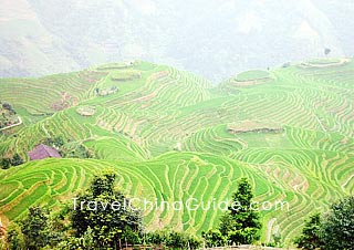 Dragon's Backbone Rice Terraces in mist 