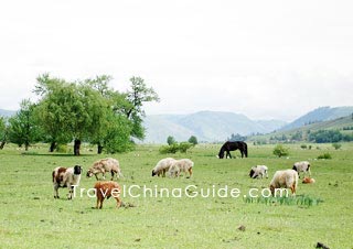 Nalati Grassland 