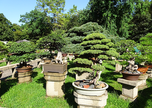 Bonsais in the Wanjing Villa of Tiger Hill