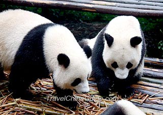 Wolong Panda Reserve