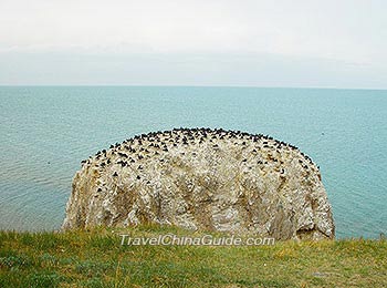 Bird Island, Qinghai Lake