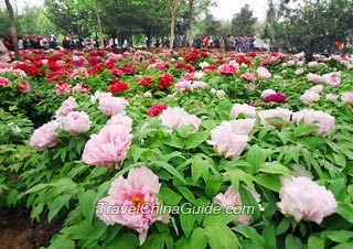 Luoyang Wangcheng Park