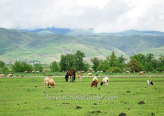 Vast Nalati Grassland