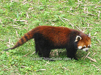 Lesser Panda