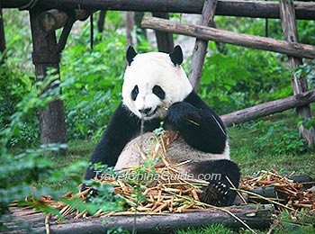 Panda in Breeding Center