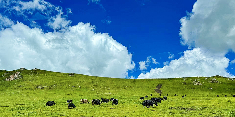 Ruoergai Grassland, Aba, Sichuan