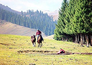 Natural Pastures in the Mountain