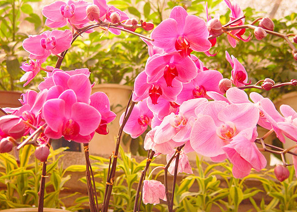 Shanghai Botanical Garden