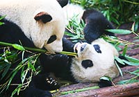 Chengdu Pandas