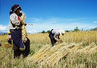 Wheat Harvest