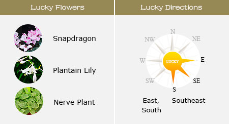 Lucky Flowers and Directions of Rabbit