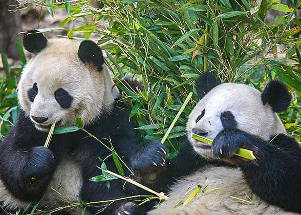 Beijing Zoo