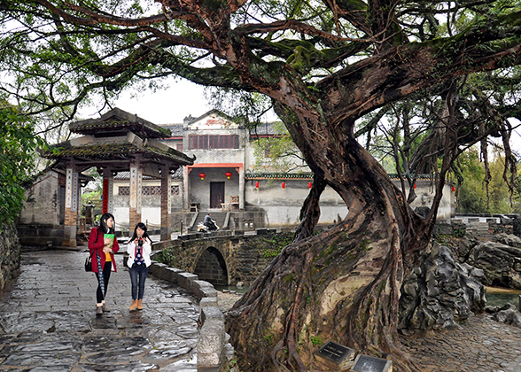 Yangshuo Big Banyan