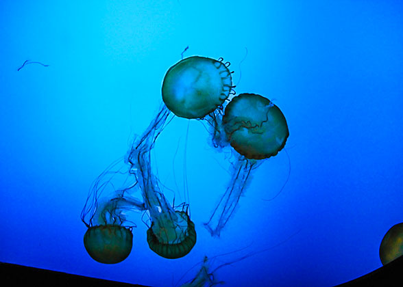 Jellyfish