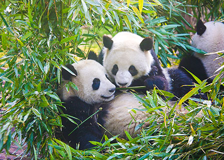 Giant Pandas