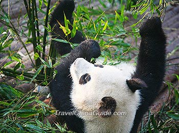 Dujiangyan Panda Valley