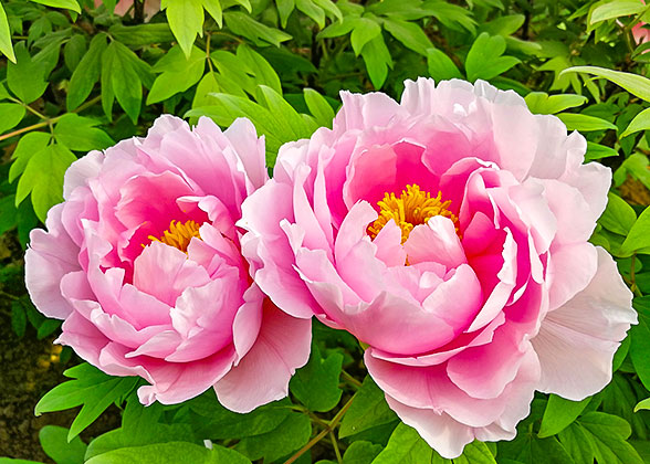 Peonies in Luoyang