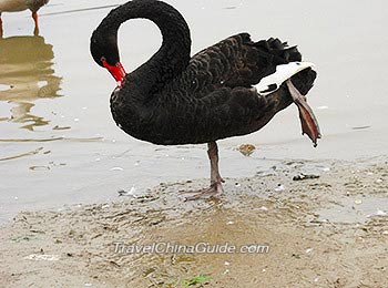 Black Swan