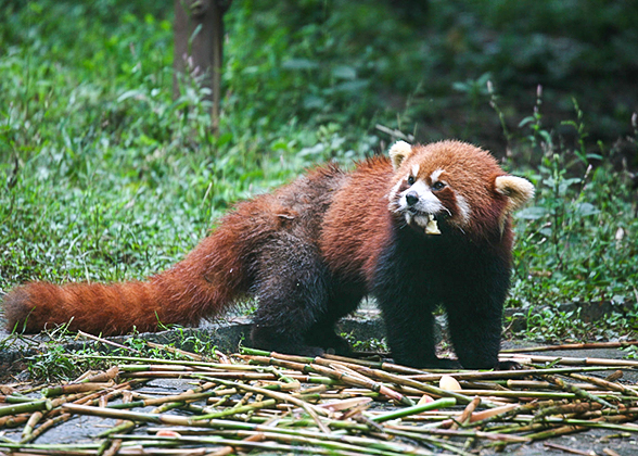 Red Panda in Guilin Zoo