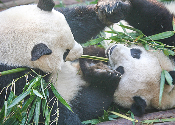 Cute Pandas in Guilin Zoo