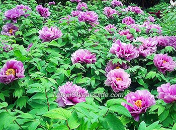 Peonies