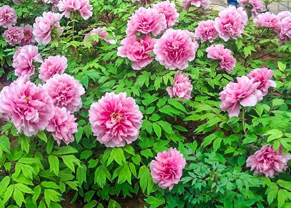 Peony Garden