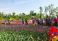 Dutch Flower Town in Shenzhen