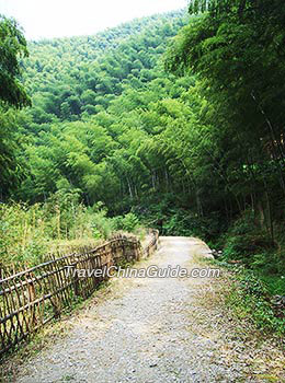 Shunan Bamboo Sea