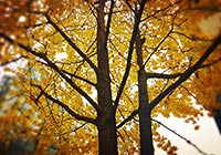 Ginkgo Leaves