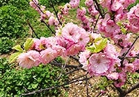 Chengdu Botanical Garden