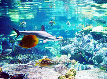 Chengdu Haichang Polar Ocean World