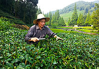 Hangzhou Tea Village