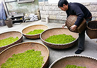 Hangzhou Tea Garden